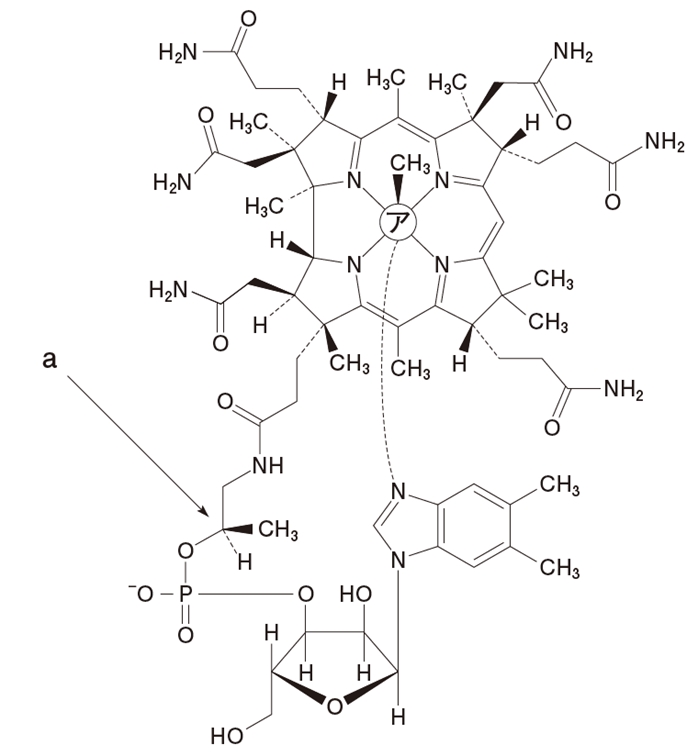 ビタミンB12 フラノース環，ベンゾイミダゾール,コリン環 106回薬剤師国家試験問101の3，4